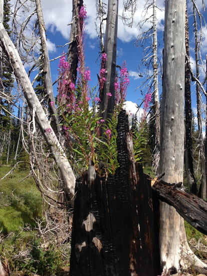 Beautiful flowers blooming out of a burnt tree along the Canyon Creek Meadows trail