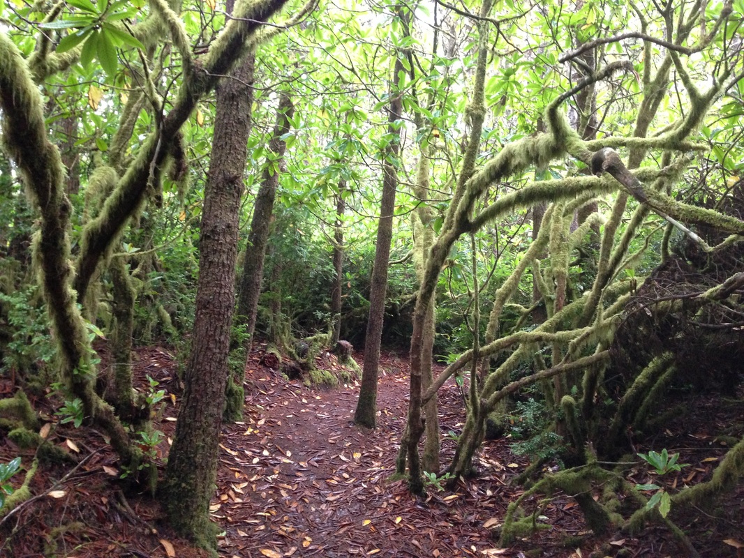 Hobbit trail