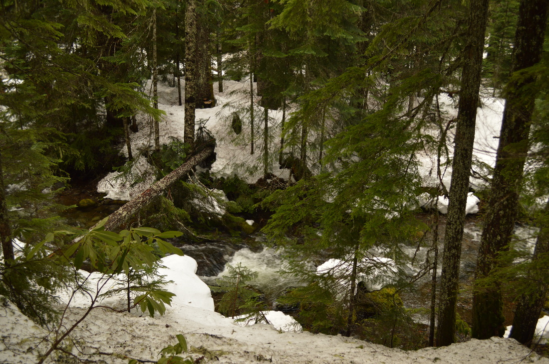 Fall Creek along the Salt Creek Falls trail