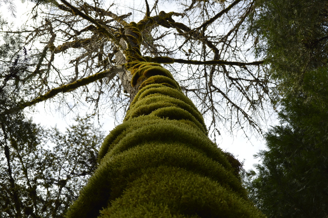 A moss covered tree along the Salmon Creek trail