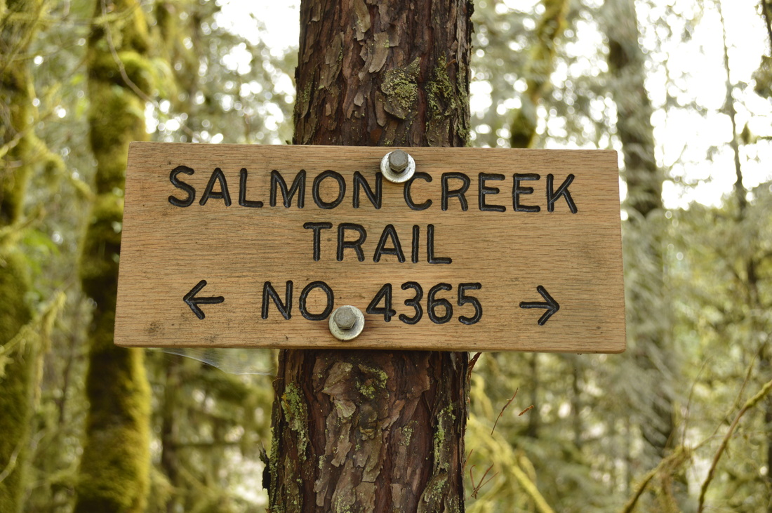 Salmon Creek trail no. 4365 wooden sign on a tree