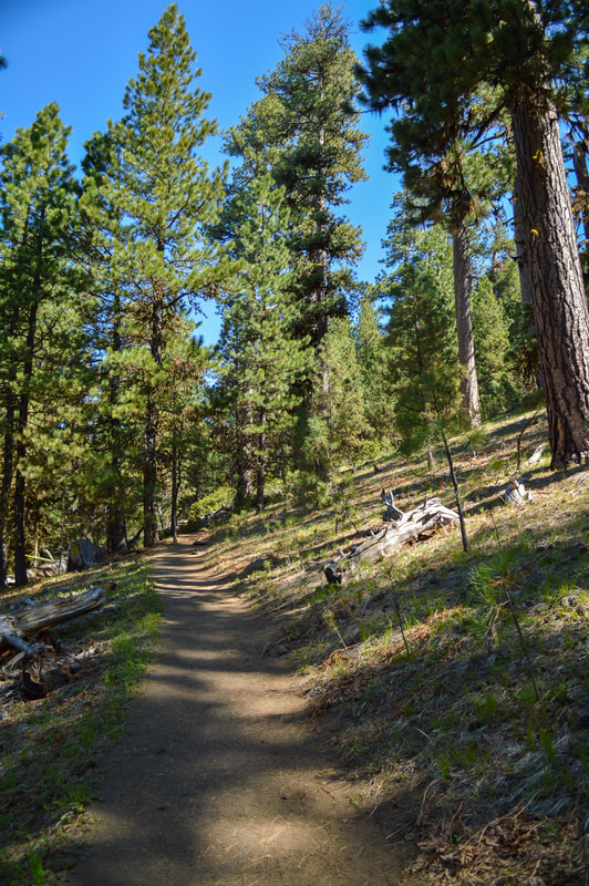 Black Butte trail through the forest