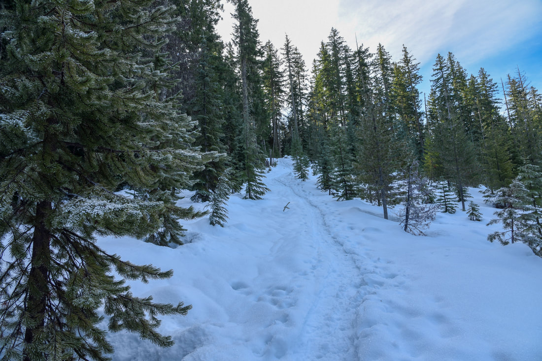 Cutoff Trail To South Maxwell Shelter Maxwell Sno Park