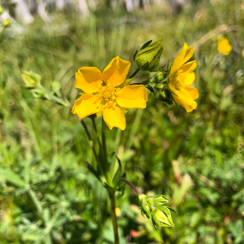 Drummond's cinquefoil Oregon wildflower