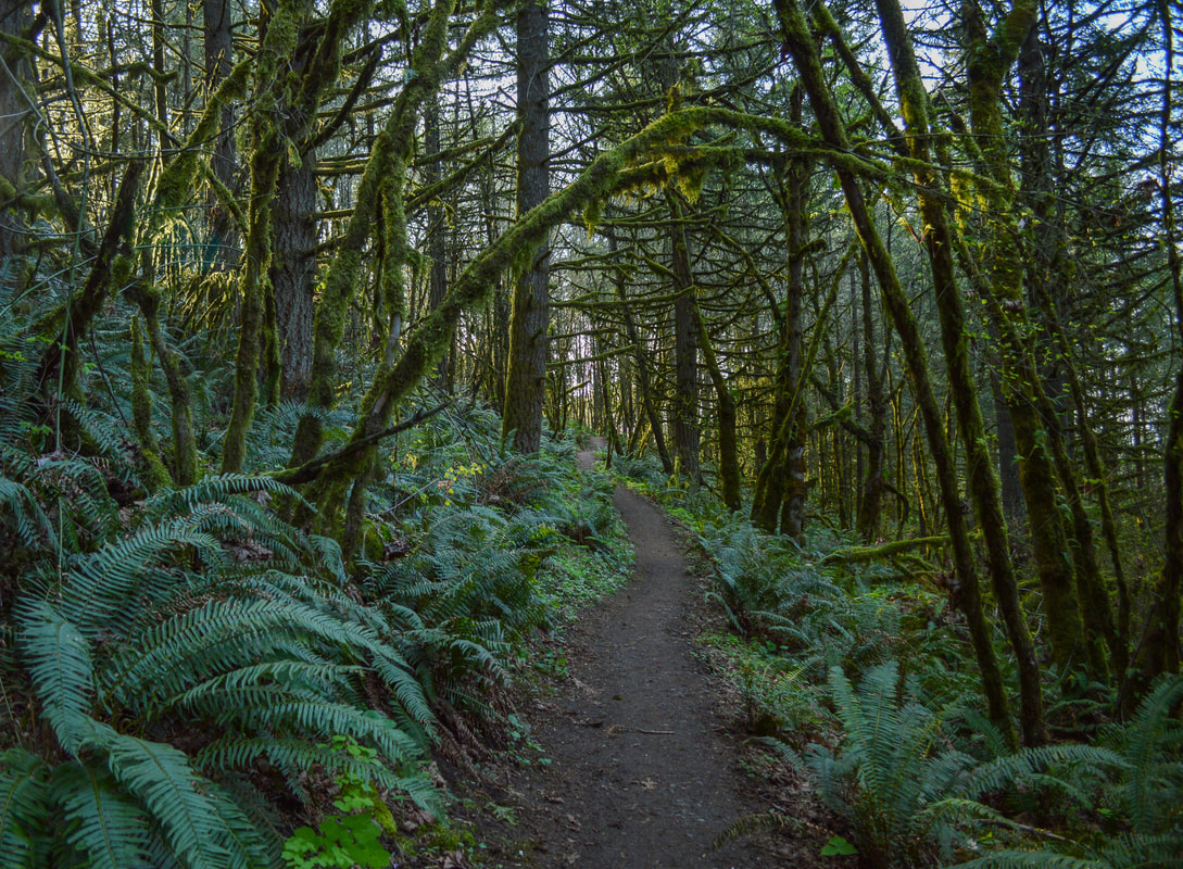 Ridgeline Trail with lots of ferns