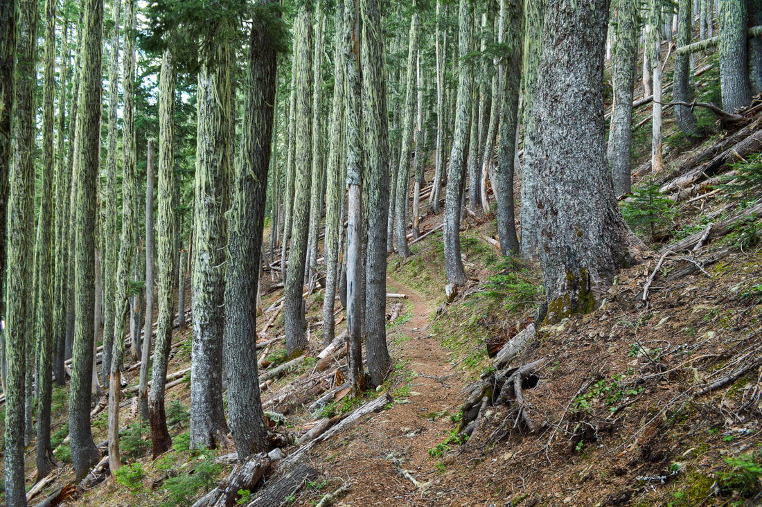 Thick forest along the Iron Mountain loop