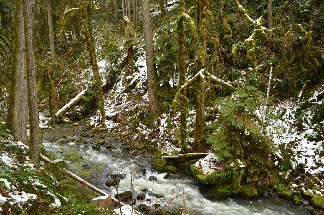 Forest at McDowell Creek Falls