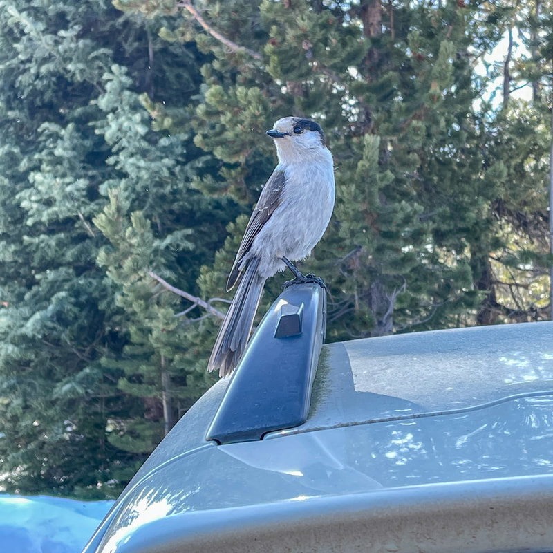 grey jay at Virginia Meissner parking lot
