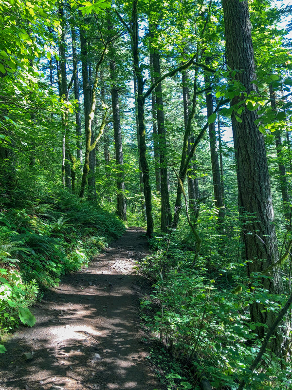 Hamilton Mountain trail through the woods