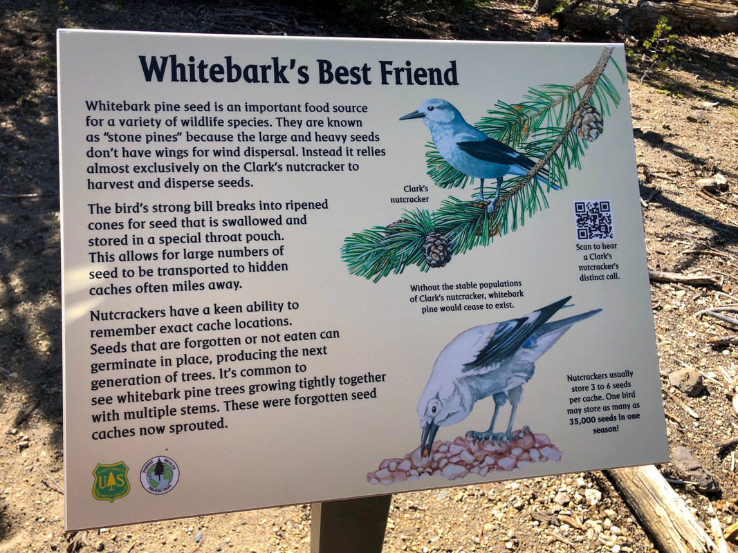 Informational signs along Paulina Peak Trail Whitebark's Best Friend