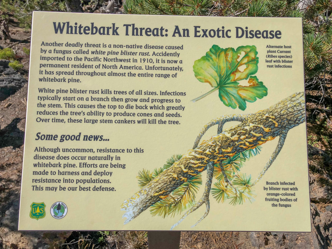 Informational signs along Paulina Peak Trail Whitebark Threat