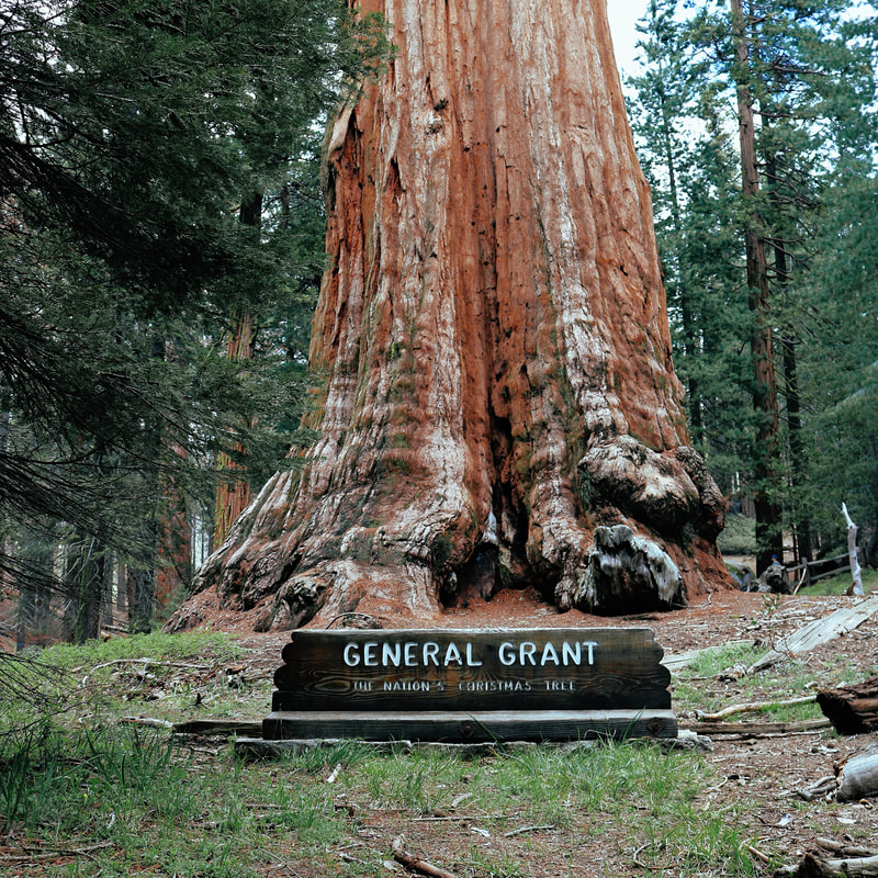 General Grant Tree Sequoia National Park