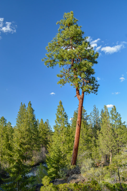 large ponderosa pine tree Whychus Creek Trail