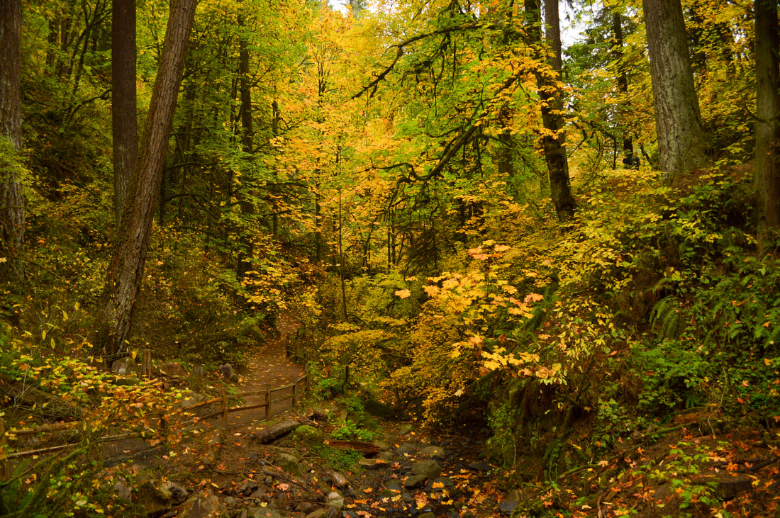 Lower Macleay Trail in the fall