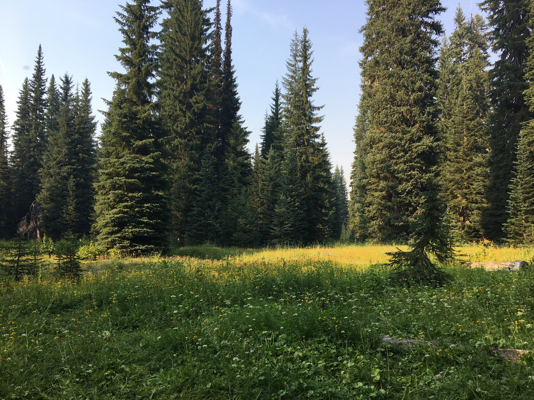 Meadow by South Waldo Lake Shelter