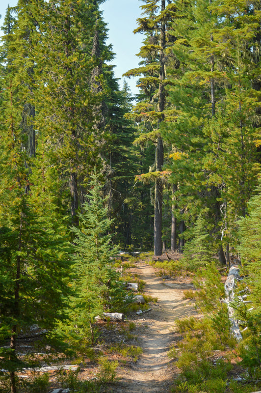 Meek Lake trail in August