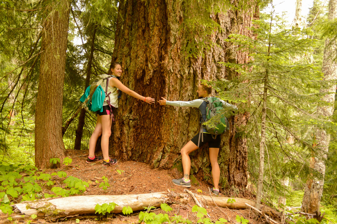 Old growth tree on the Olallie Mountain trail