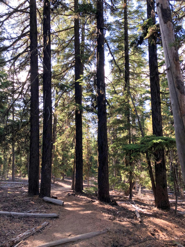 Paulina Peak trail forest