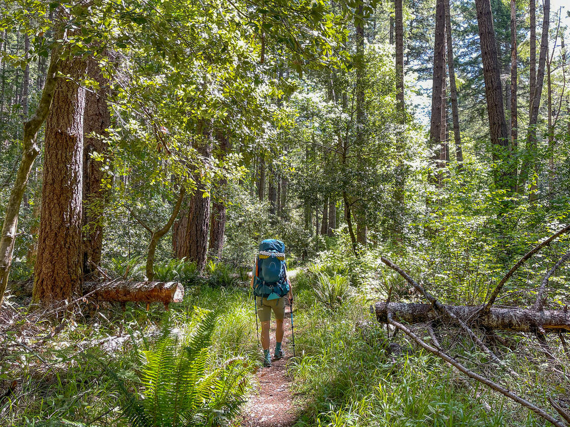 Rogue River Trail through the forest