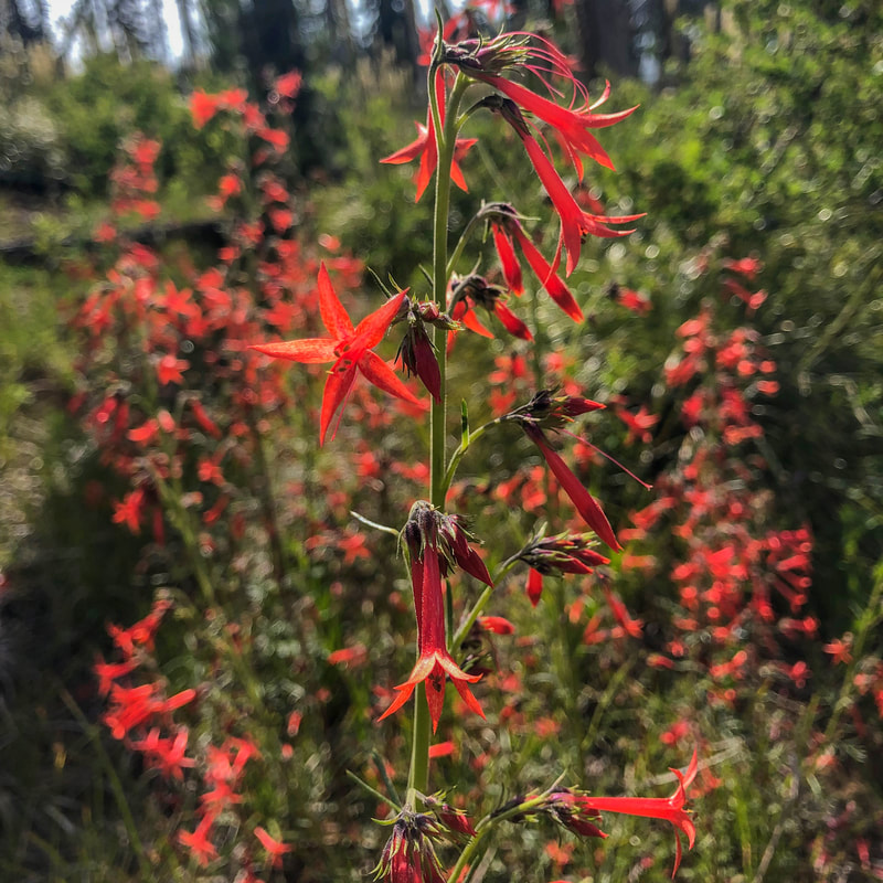 Scarlet gilia in Oregon