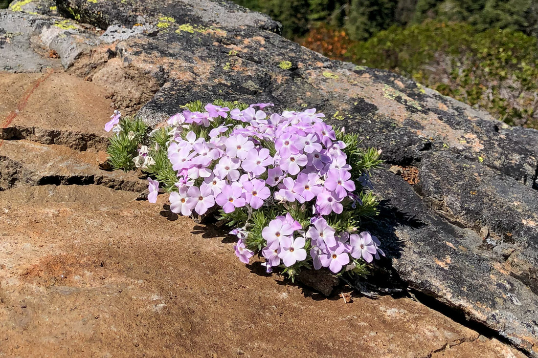 Spreading phlox Oregon wildflower