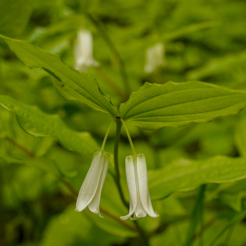 Smith's fairybells wildflower at Tire Mountain