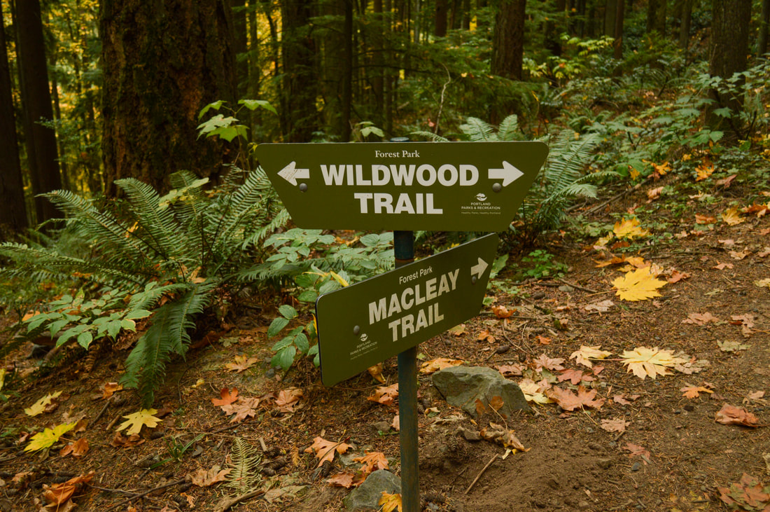 Wildwood Trail Macleay Trail junction