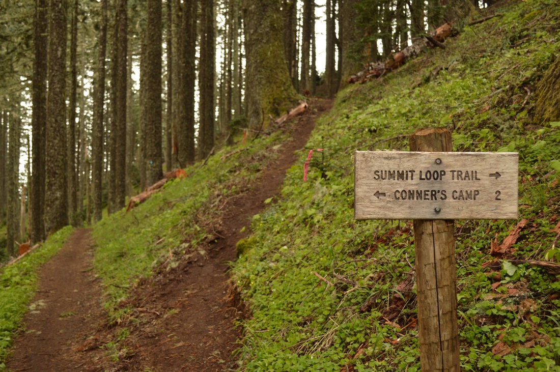 Mary's Peak East Ridge trail to summit