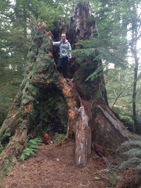 Huge old growth stumps along the Cooks Ridge trail