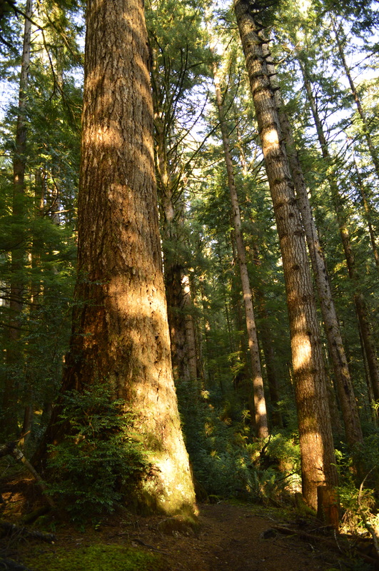 Huge old growth trees along the Gwynn Creek trail