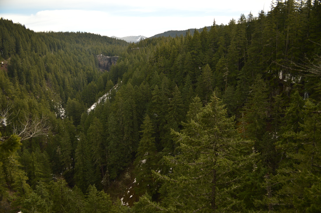 View towards Willamette Pass ski area from Salt Creek Falls hiking trail
