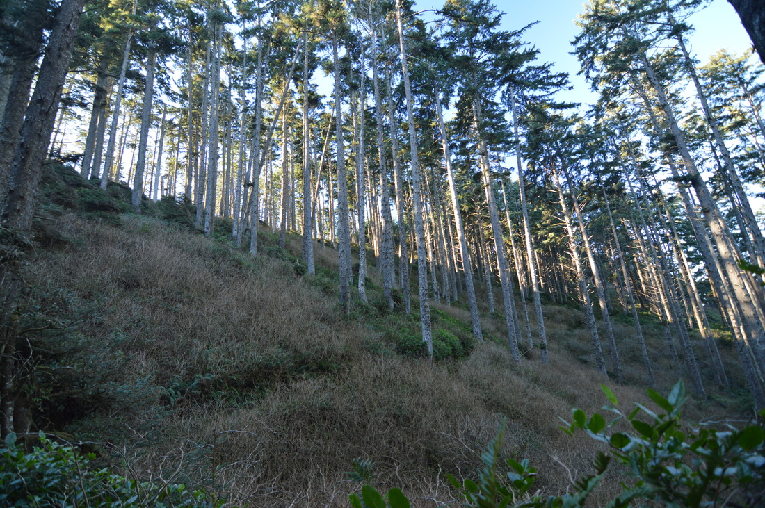 Forest along the Heceta Head trail