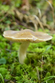 Mushroom along the Cooks Ridge trail
