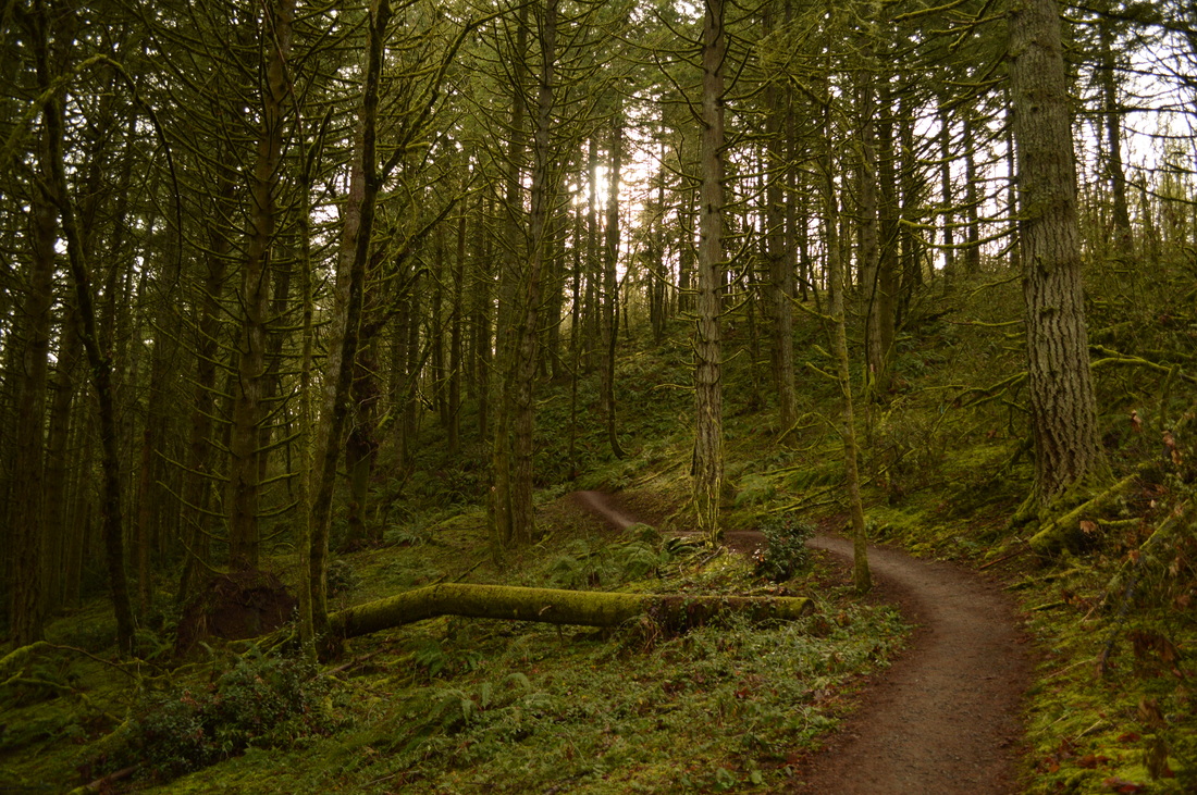 The Ridgeline Trail and the woods around the trail