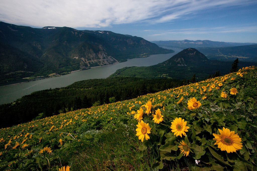 Dog Mountain covered in wildflowers with a view of the Columbia Gorge 
