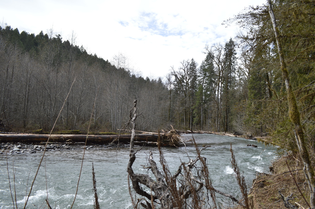 Salmon Creek North trail, top 5 Oregon winter hikes
