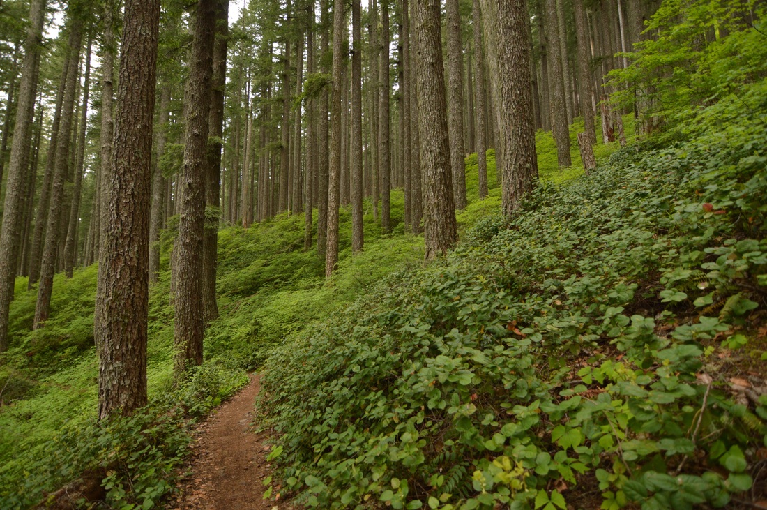 Mary's Peak East Ridge trail