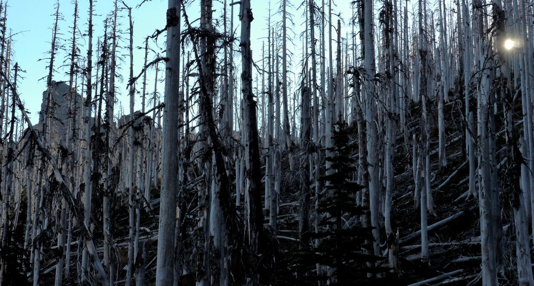 Burnt trees in the Jefferson wilderness