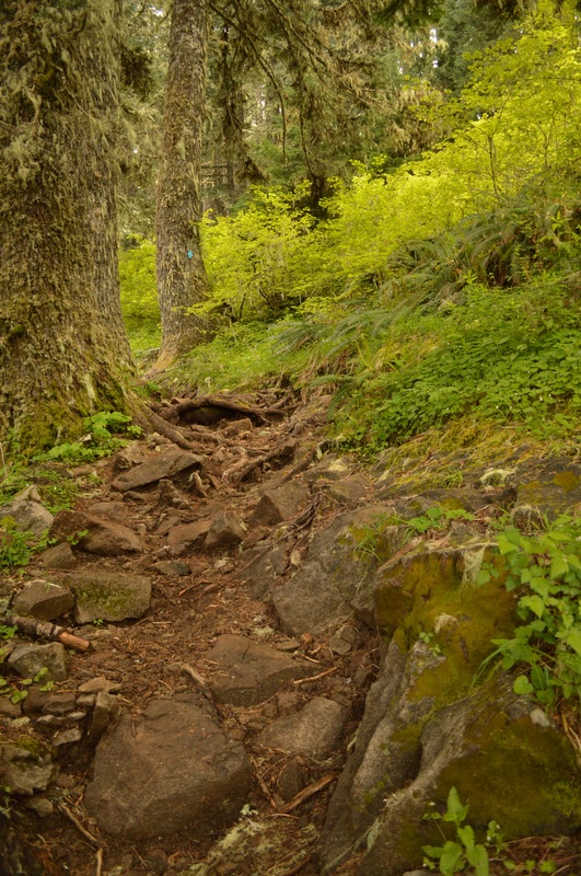Mary's Peak East Ridge trail condition