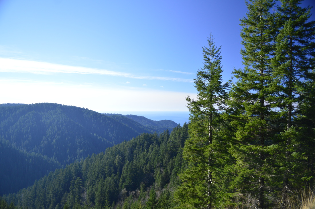 View towards the Pacific ocean from the Cummins Creek trail