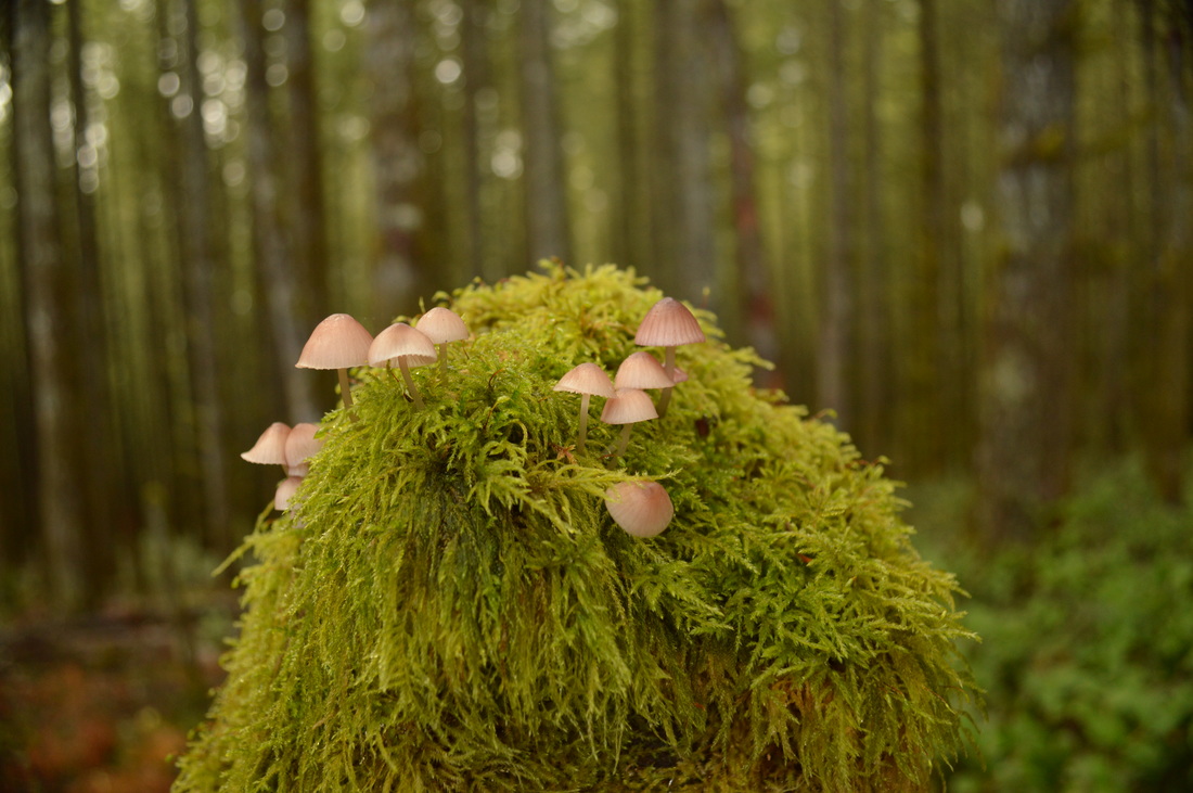 Mushrooms growing in moss at the Shotgun Creek recreation area