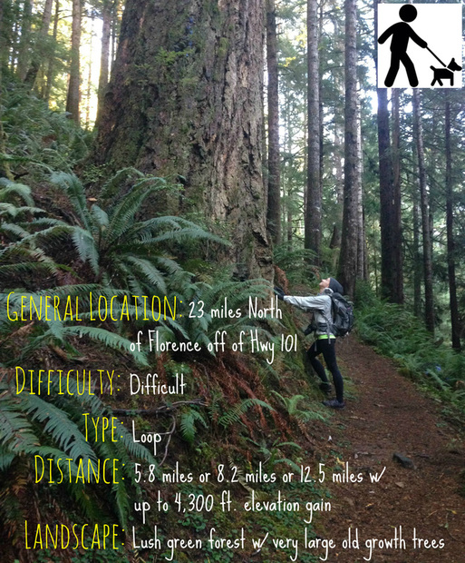 The owner of Hike Oregon with an old growth tree on the Gwynn Creek trail