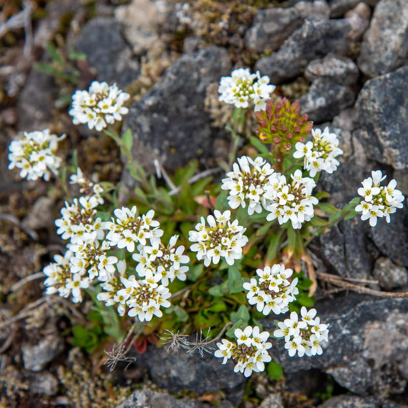 alpine pennycress Oregon wildflower