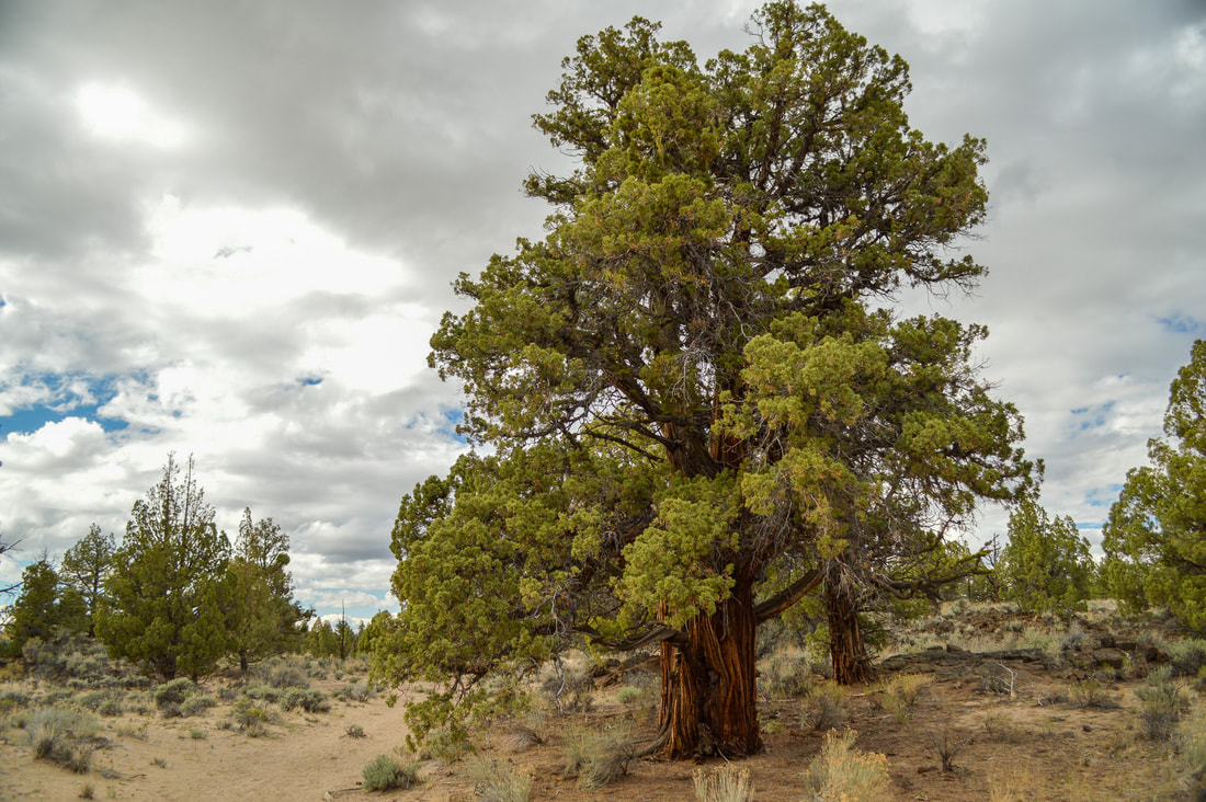 Ancient juniper tree Oregon Badlands