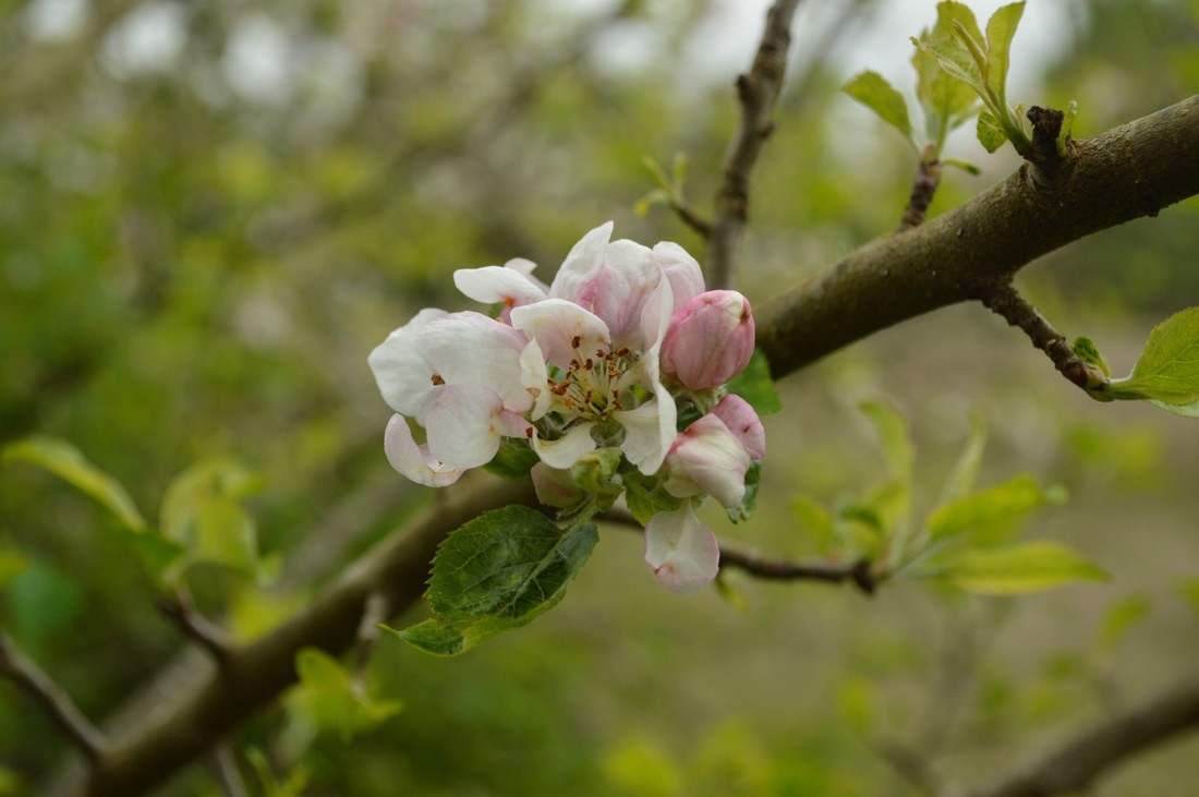 Apple blossom Elijah Bristow State Park