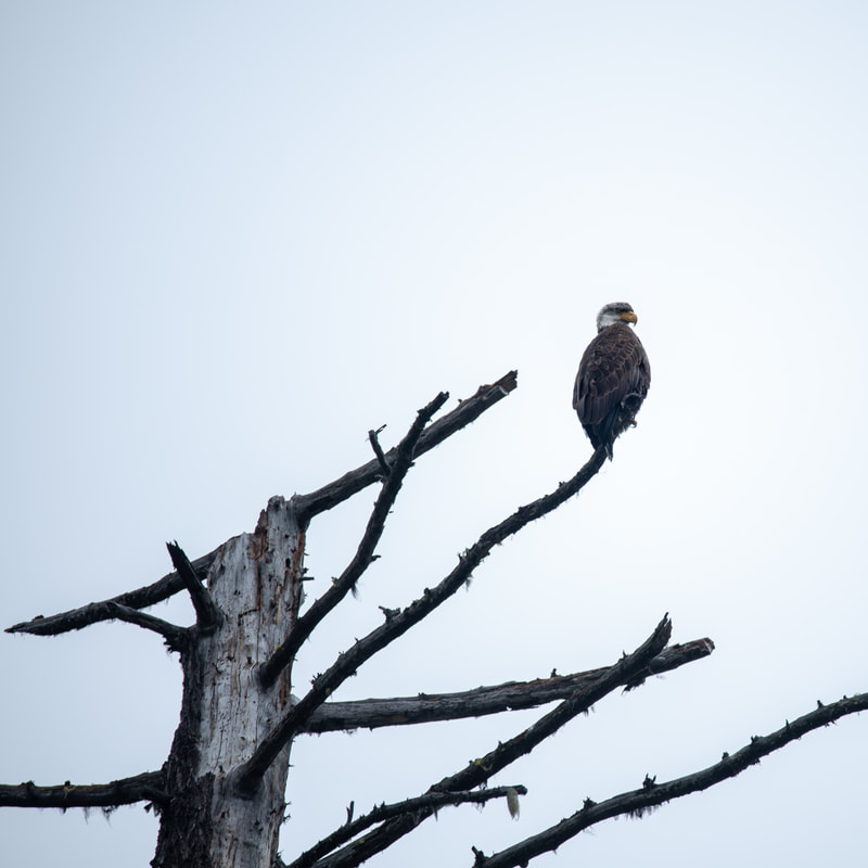 Bald Eagle at Lower Erma Bell Lake