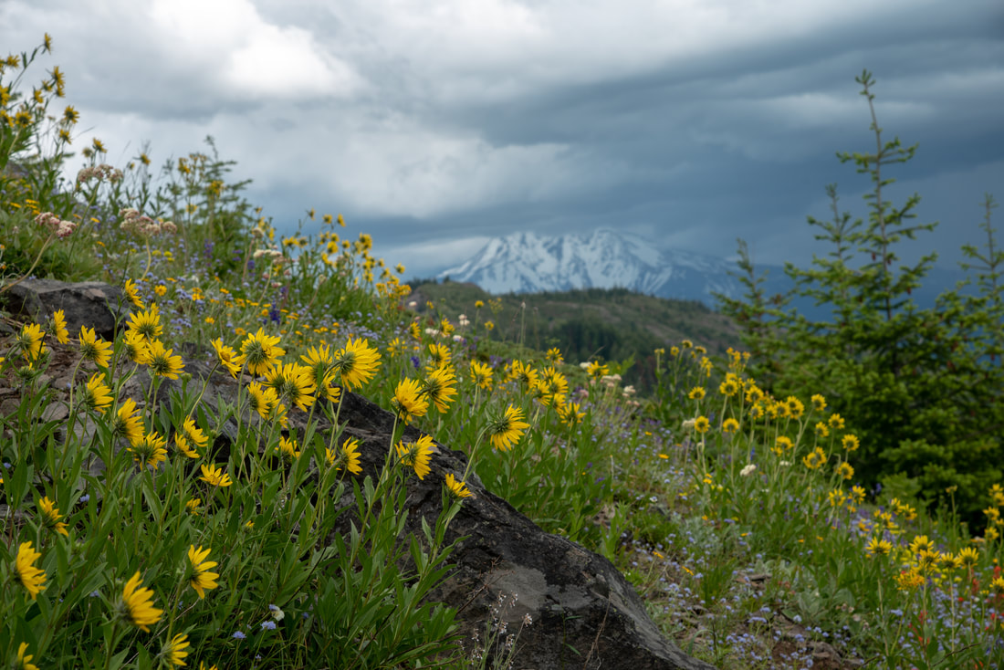 Balsamroot wildflowers at Coffin Mountain