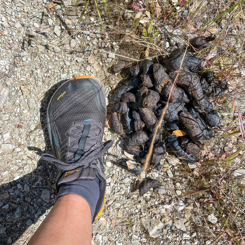 bear scat along the Rogue River Trail