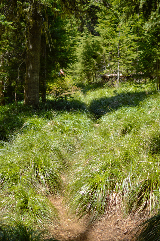 Bear grass along the Olallie Mountain hiking trail