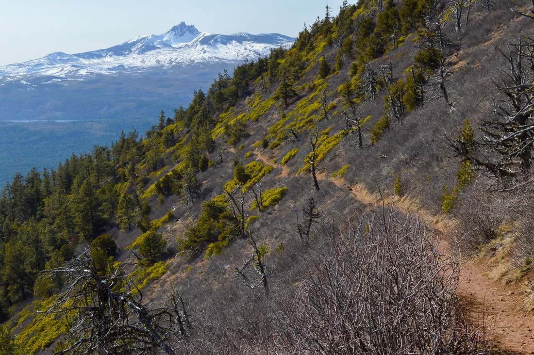 Mount Washington from Black Butte Trail
